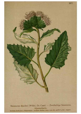 Reproducción/Reproduction 10192092065: Atlas der Alpenflora /. Wien :Eigenthum und Verlag des Deutschen und Oesterr. Alpenvereins,1882.