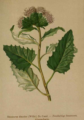 Reproducción/Reproduction 10192092065: Atlas der Alpenflora /. Wien :Eigenthum und Verlag des Deutschen und Oesterr. Alpenvereins,1882.
