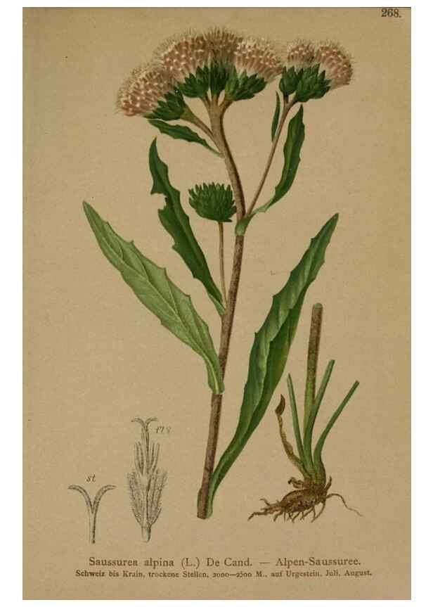 Reproducción/Reproduction 10192130726: Atlas der Alpenflora /. Wien :Eigenthum und Verlag des Deutschen und Oesterr. Alpenvereins,1882.