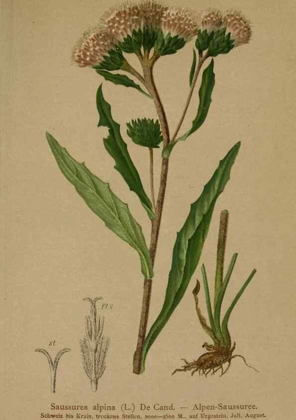 Reproducción/Reproduction 10192130726: Atlas der Alpenflora /. Wien :Eigenthum und Verlag des Deutschen und Oesterr. Alpenvereins,1882.