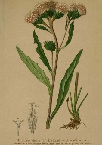 Reproducción/Reproduction 10192130726: Atlas der Alpenflora /. Wien :Eigenthum und Verlag des Deutschen und Oesterr. Alpenvereins,1882.