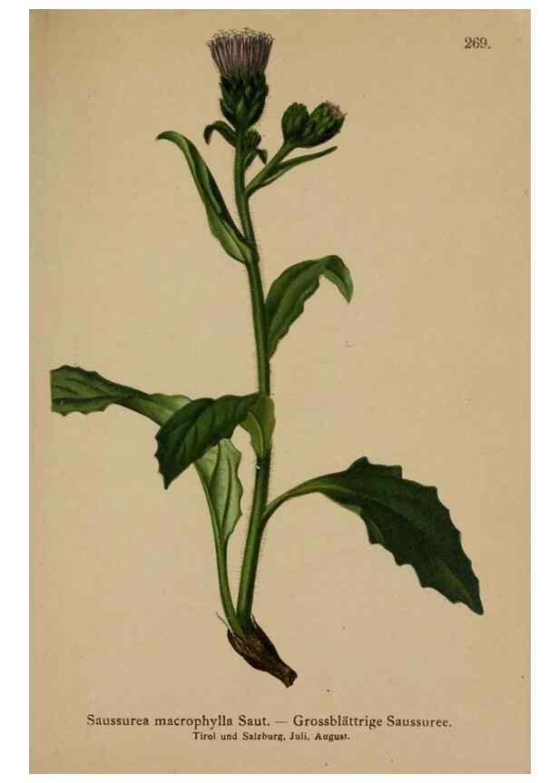 Reproducción/Reproduction 10192135346: Atlas der Alpenflora /. Wien :Eigenthum und Verlag des Deutschen und Oesterr. Alpenvereins,1882.