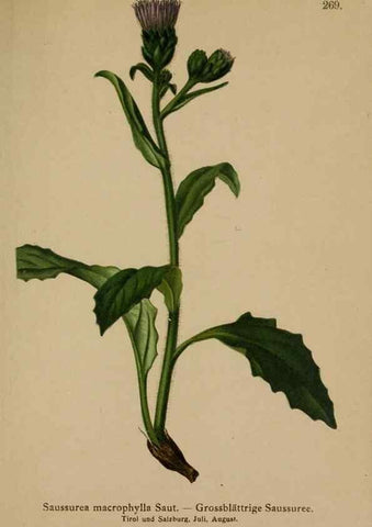 Reproducción/Reproduction 10192135346: Atlas der Alpenflora /. Wien :Eigenthum und Verlag des Deutschen und Oesterr. Alpenvereins,1882.