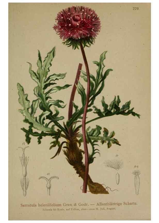Reproducción/Reproduction 10192188793: Atlas der Alpenflora /. Wien :Eigenthum und Verlag des Deutschen und Oesterr. Alpenvereins,1882.