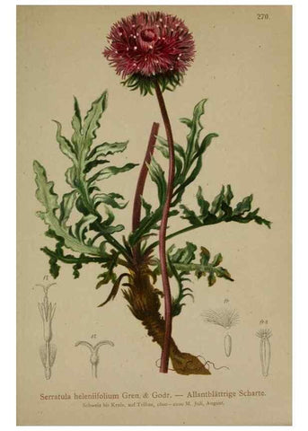 Reproducción/Reproduction 10192188793: Atlas der Alpenflora /. Wien :Eigenthum und Verlag des Deutschen und Oesterr. Alpenvereins,1882.
