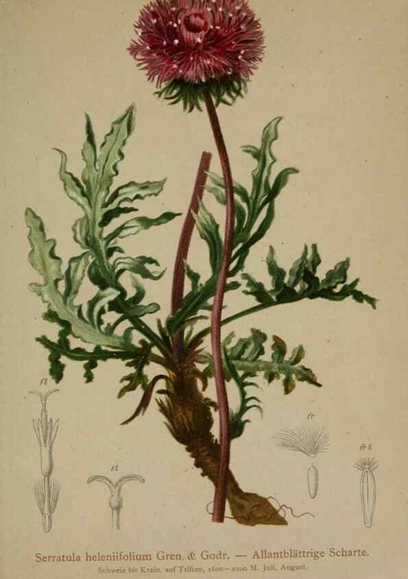 Reproducción/Reproduction 10192188793: Atlas der Alpenflora /. Wien :Eigenthum und Verlag des Deutschen und Oesterr. Alpenvereins,1882.