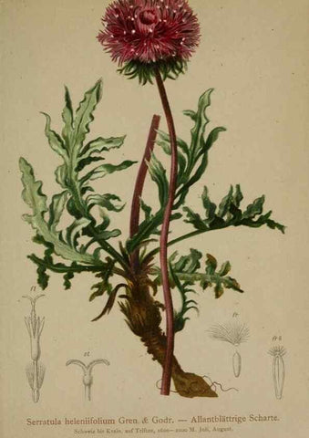 Reproducción/Reproduction 10192188793: Atlas der Alpenflora /. Wien :Eigenthum und Verlag des Deutschen und Oesterr. Alpenvereins,1882.