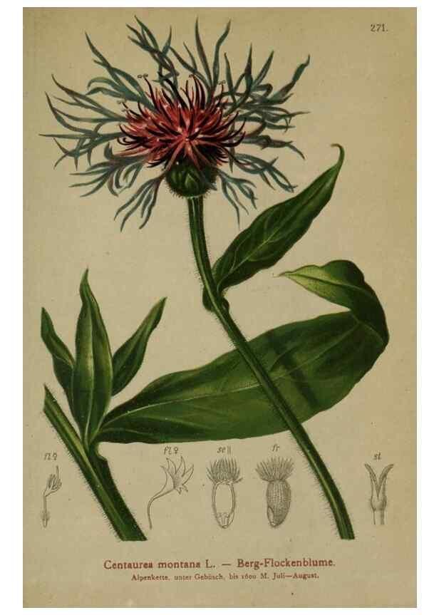 Reproducción/Reproduction 10192193193: Atlas der Alpenflora /. Wien :Eigenthum und Verlag des Deutschen und Oesterr. Alpenvereins,1882.