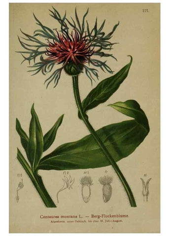 Reproducción/Reproduction 10192193193: Atlas der Alpenflora /. Wien :Eigenthum und Verlag des Deutschen und Oesterr. Alpenvereins,1882.