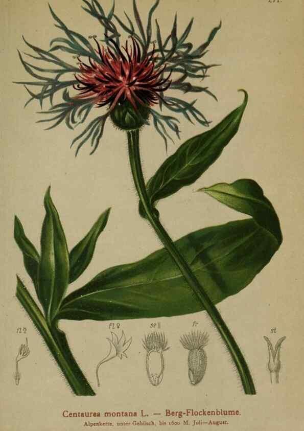 Reproducción/Reproduction 10192193193: Atlas der Alpenflora /. Wien :Eigenthum und Verlag des Deutschen und Oesterr. Alpenvereins,1882.