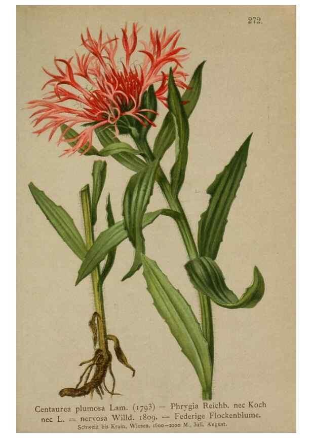Reproducción/Reproduction 10192112985: Atlas der Alpenflora /. Wien :Eigenthum und Verlag des Deutschen und Oesterr. Alpenvereins,1882.