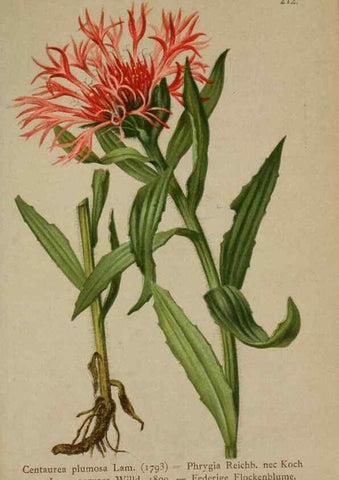 Reproducción/Reproduction 10192112985: Atlas der Alpenflora /. Wien :Eigenthum und Verlag des Deutschen und Oesterr. Alpenvereins,1882.