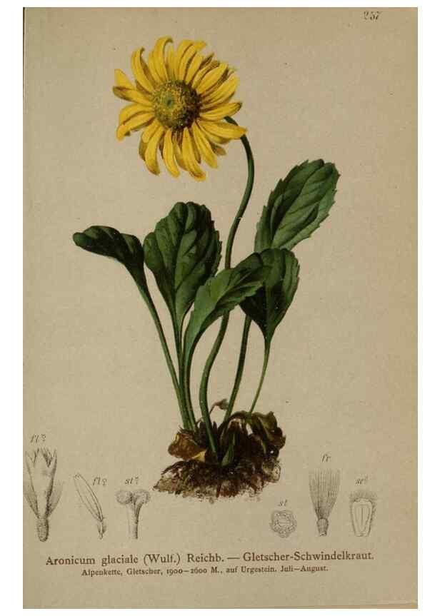 Reproducción/Reproduction 10190491094: Atlas der Alpenflora /. Wien :Eigenthum und Verlag des Deutschen und Oesterr. Alpenvereins,1882.