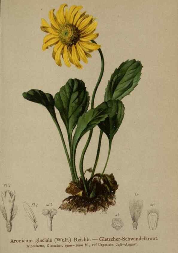 Reproducción/Reproduction 10190491094: Atlas der Alpenflora /. Wien :Eigenthum und Verlag des Deutschen und Oesterr. Alpenvereins,1882.