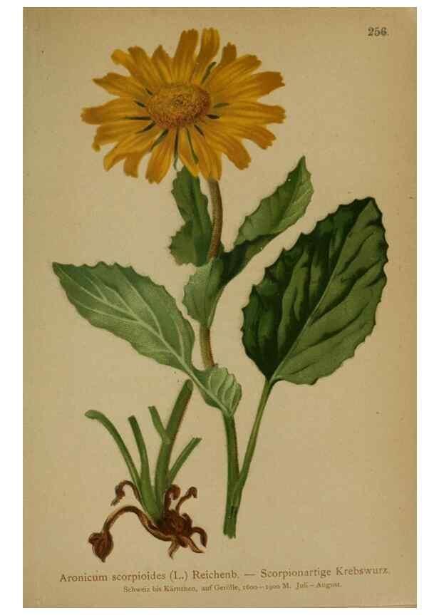 Reproducción/Reproduction 10190485864: Atlas der Alpenflora /. Wien :Eigenthum und Verlag des Deutschen und Oesterr. Alpenvereins,1882.