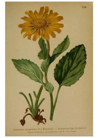 Reproducción/Reproduction 10190485864: Atlas der Alpenflora /. Wien :Eigenthum und Verlag des Deutschen und Oesterr. Alpenvereins,1882.