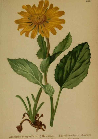 Reproducción/Reproduction 10190485864: Atlas der Alpenflora /. Wien :Eigenthum und Verlag des Deutschen und Oesterr. Alpenvereins,1882.