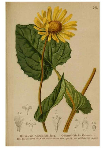 Reproducción/Reproduction 10190589225: Atlas der Alpenflora /. Wien :Eigenthum und Verlag des Deutschen und Oesterr. Alpenvereins,1882.