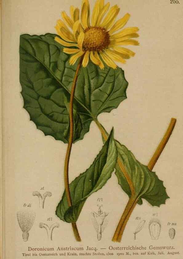 Reproducción/Reproduction 10190589225: Atlas der Alpenflora /. Wien :Eigenthum und Verlag des Deutschen und Oesterr. Alpenvereins,1882.