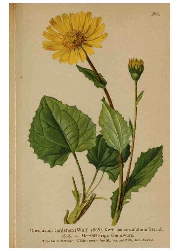 Reproducción/Reproduction 10190675803: Atlas der Alpenflora /. Wien :Eigenthum und Verlag des Deutschen und Oesterr. Alpenvereins,1882.