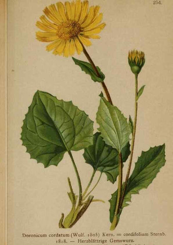 Reproducción/Reproduction 10190675803: Atlas der Alpenflora /. Wien :Eigenthum und Verlag des Deutschen und Oesterr. Alpenvereins,1882.