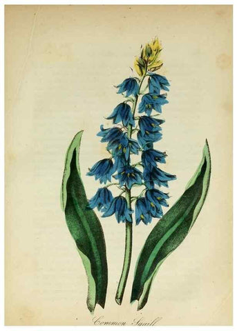 Reproducción/Reproduction 10172403096: The American flora :. New York :Hull & Spencer,1855.