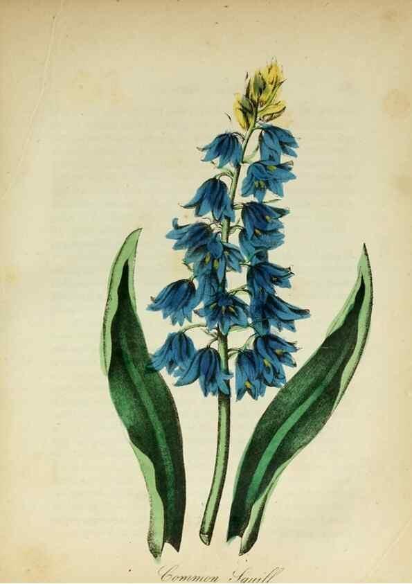 Reproducción/Reproduction 10172403096: The American flora :. New York :Hull & Spencer,1855.