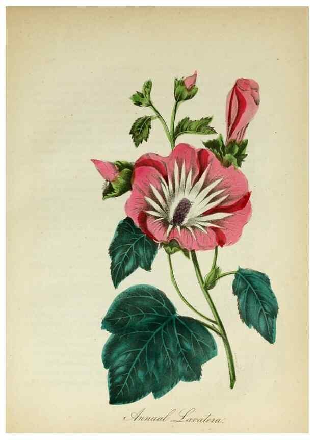 Reproducción/Reproduction 10172224454: The American flora :. New York :Hull & Spencer,1855.