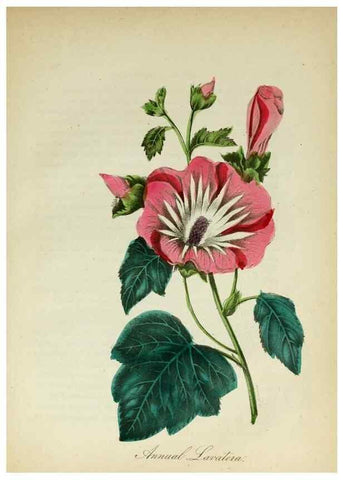 Reproducción/Reproduction 10172224454: The American flora :. New York :Hull & Spencer,1855.