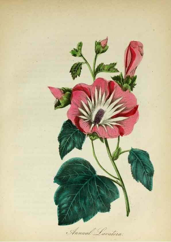 Reproducción/Reproduction 10172224454: The American flora :. New York :Hull & Spencer,1855.
