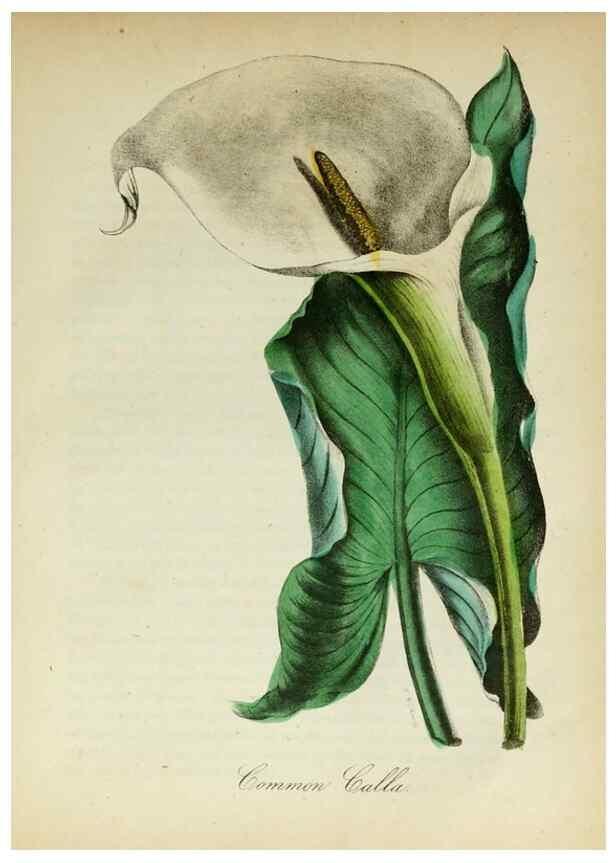 Reproducción/Reproduction 10172339305: The American flora :. New York :Hull & Spencer,1855.