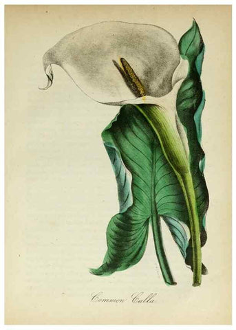 Reproducción/Reproduction 10172339305: The American flora :. New York :Hull & Spencer,1855.