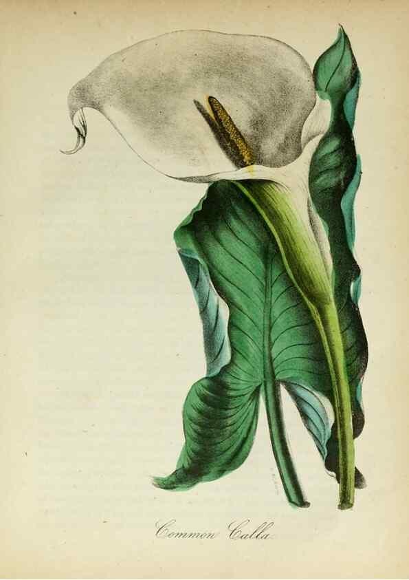 Reproducción/Reproduction 10172339305: The American flora :. New York :Hull & Spencer,1855.