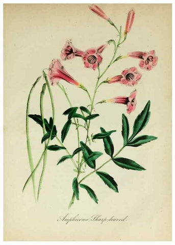 Reproducción/Reproduction 10172343625: The American flora :. New York :Hull & Spencer,1855.