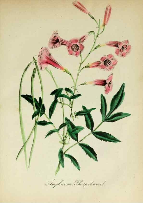 Reproducción/Reproduction 10172343625: The American flora :. New York :Hull & Spencer,1855.