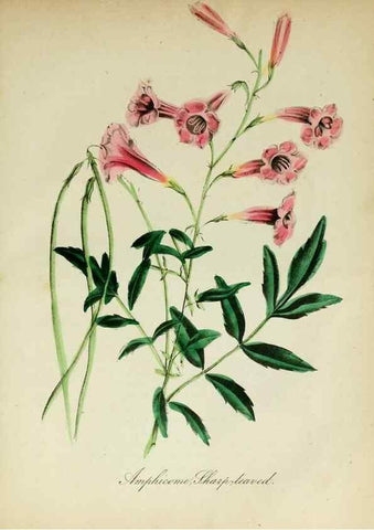 Reproducción/Reproduction 10172343625: The American flora :. New York :Hull & Spencer,1855.