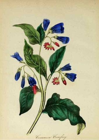 Reproducción/Reproduction 10172236674: The American flora :. New York :Hull & Spencer,1855.