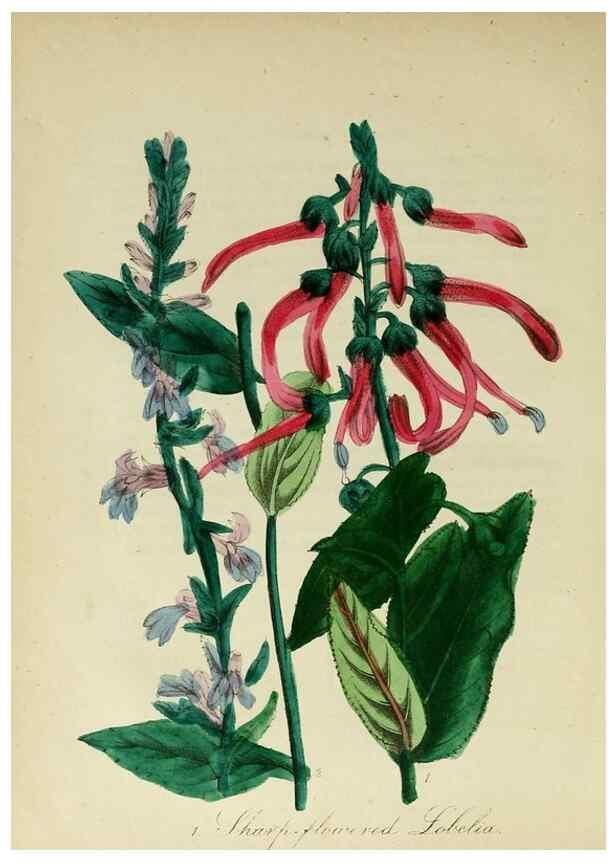 Reproducción/Reproduction 10172483673: The American flora :. New York :Hull & Spencer,1855.