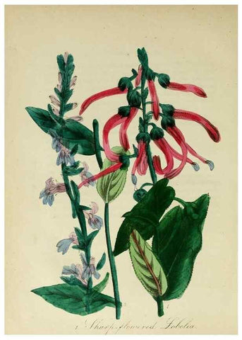 Reproducción/Reproduction 10172483673: The American flora :. New York :Hull & Spencer,1855.