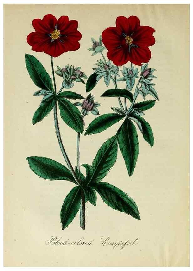 Reproducción/Reproduction 10172358235: The American flora :. New York :Hull & Spencer,1855.