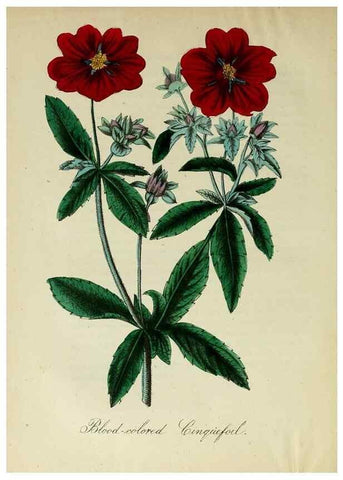 Reproducción/Reproduction 10172358235: The American flora :. New York :Hull & Spencer,1855.