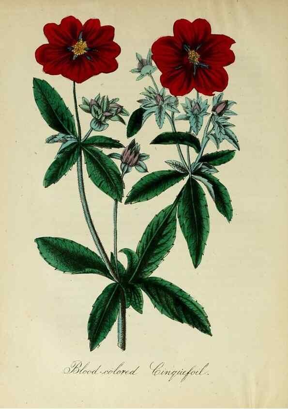 Reproducción/Reproduction 10172358235: The American flora :. New York :Hull & Spencer,1855.