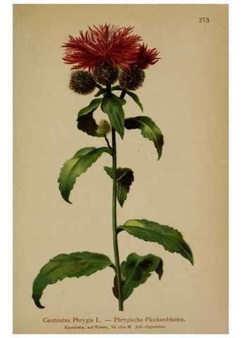 Reproducción/Reproduction 10192151646: Atlas der Alpenflora /. Wien :Eigenthum und Verlag des Deutschen und Oesterr. Alpenvereins,1882.