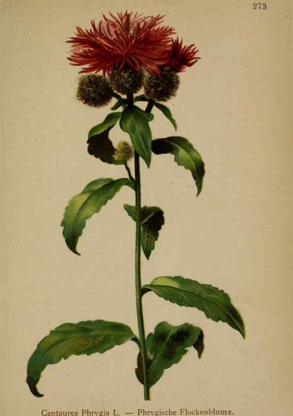 Reproducción/Reproduction 10192151646: Atlas der Alpenflora /. Wien :Eigenthum und Verlag des Deutschen und Oesterr. Alpenvereins,1882.