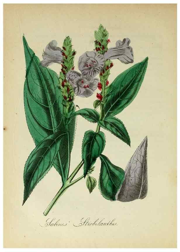 Reproducción/Reproduction 10172362885: The American flora :. New York :Hull & Spencer,1855.