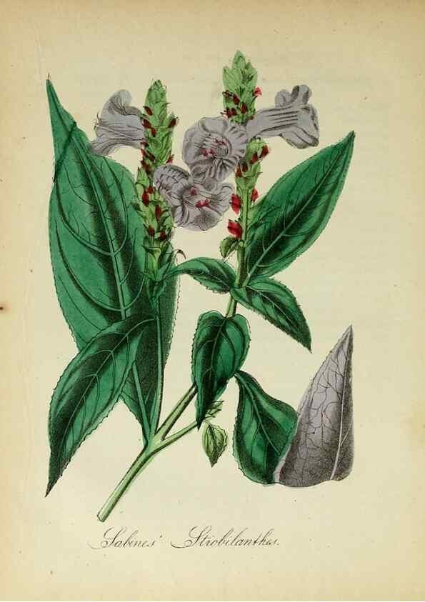 Reproducción/Reproduction 10172362885: The American flora :. New York :Hull & Spencer,1855.