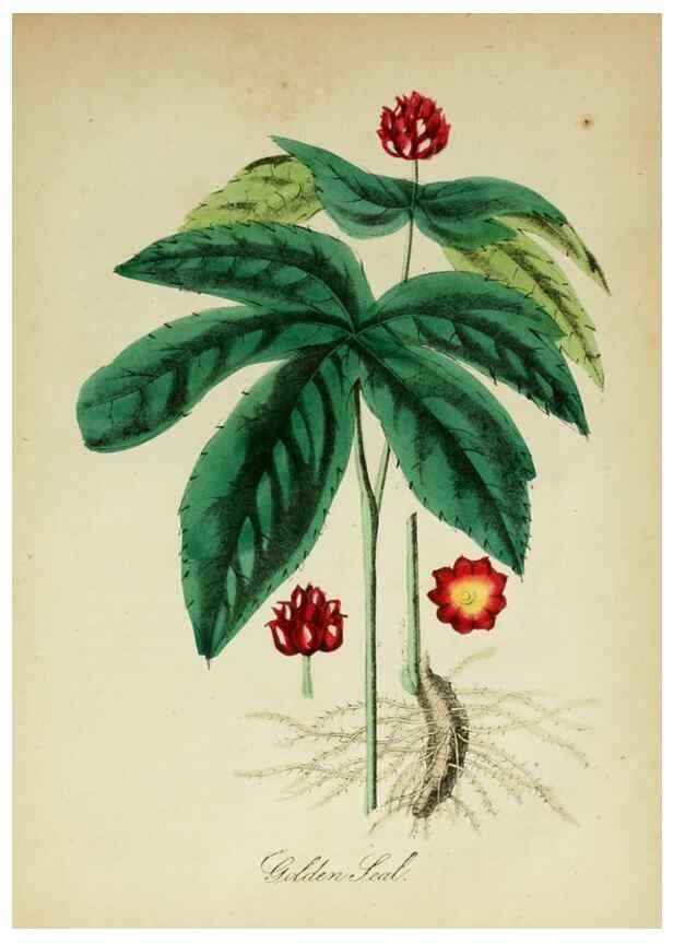 Reproducción/Reproduction 10172259534: The American flora :. New York :Hull & Spencer,1855.