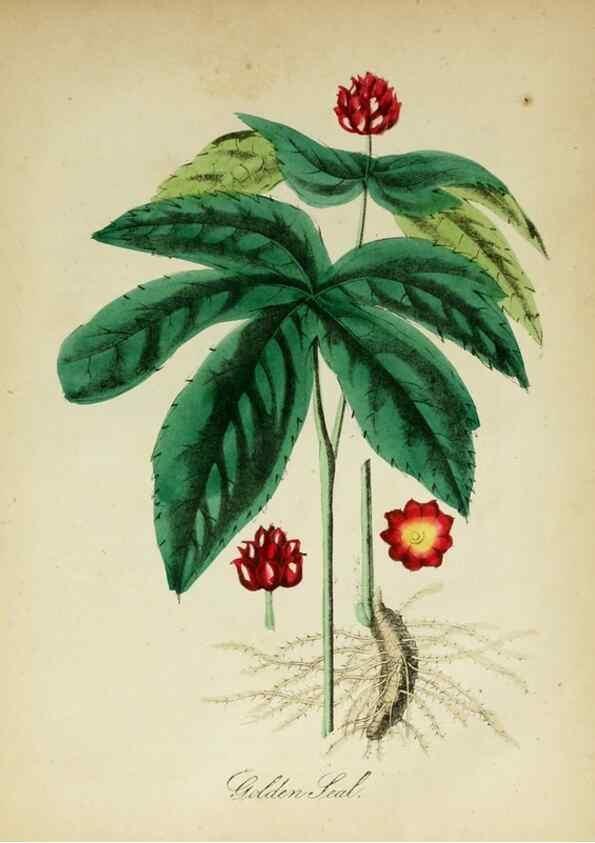 Reproducción/Reproduction 10172259534: The American flora :. New York :Hull & Spencer,1855.