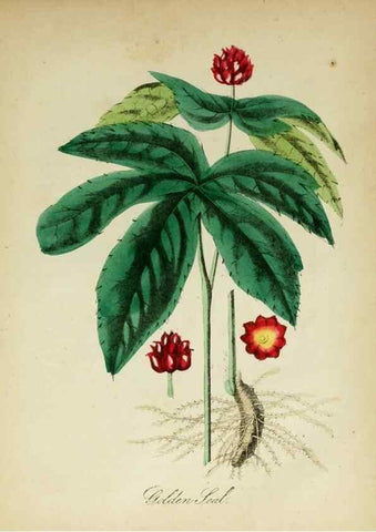 Reproducción/Reproduction 10172259534: The American flora :. New York :Hull & Spencer,1855.