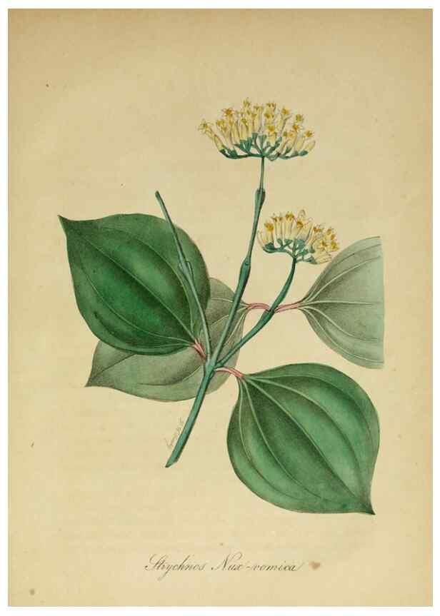 Reproducción/Reproduction 10172374575: The American flora :. New York :Hull & Spencer,1855.